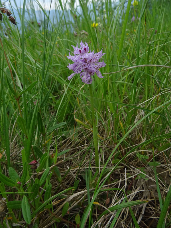 Neotinea tridentata - Cimone (TN)